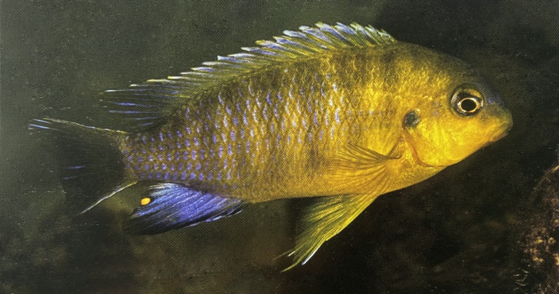 Tropheops sp. 'maleri yellow' Nankoma Island
